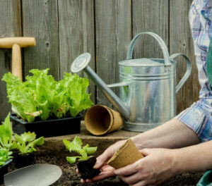 Persons hands potting seedlings